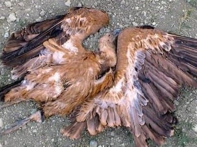 dead vultures guadalteba e