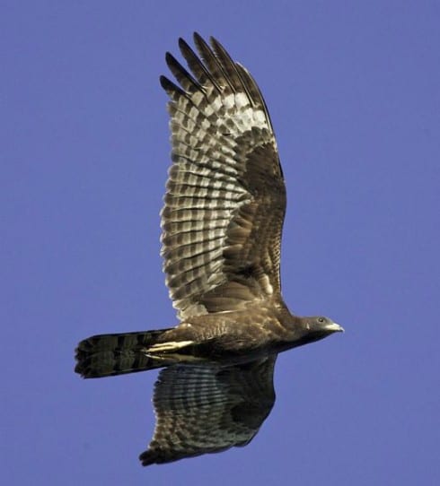 duquesa honeybuzzard e