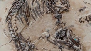 PRESERVED: Ancient rodent unearthed in Spain