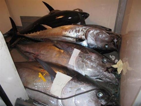 illegal tuna fishing e