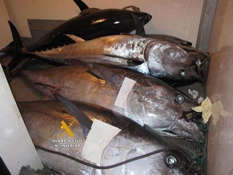 illegal tuna fishing e