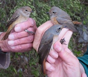 Gibraltar's Royal Naval Birdwatching Society ring redstarts