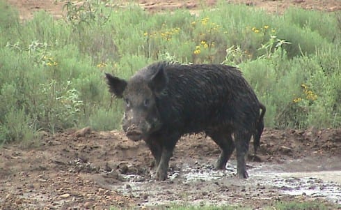 wild boar