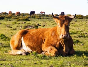 Brown cow lying in a field and looking at camera