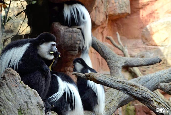 Bioparc Colobus