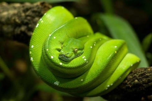 Green Tree Python