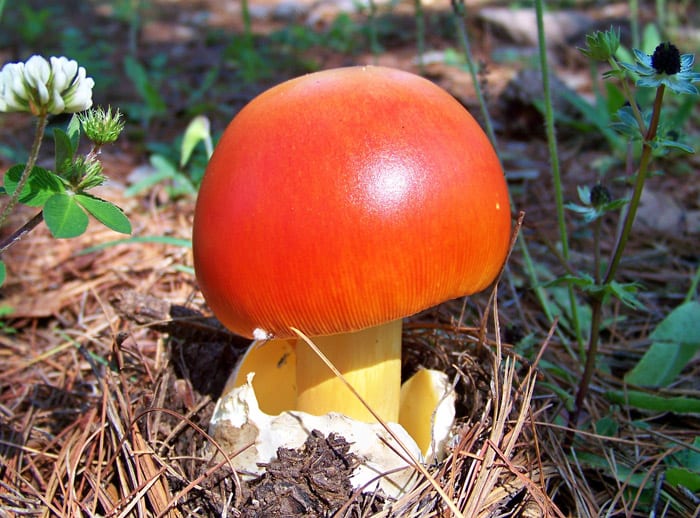 mushroom aminita
