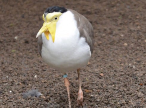 Military Avefria Bioparc