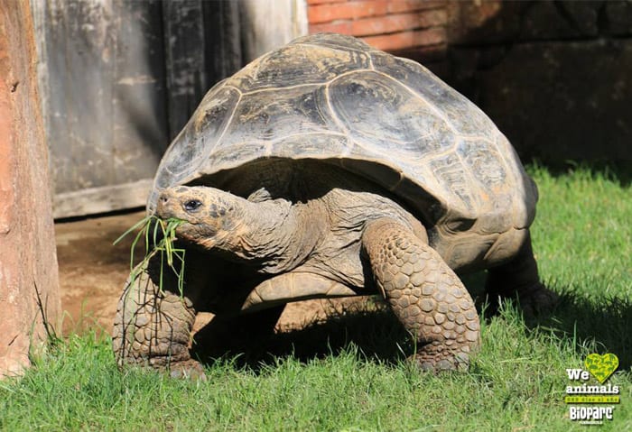 bioparc giant tortoise