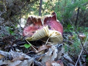 mushroom-P1070170