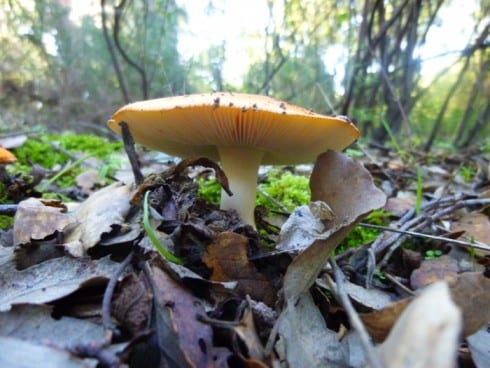 mushroom P