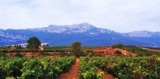 Mandatory COVID-19 testing for all grape pickers in Spain’s most famous wine-growing region Bodegas rioja