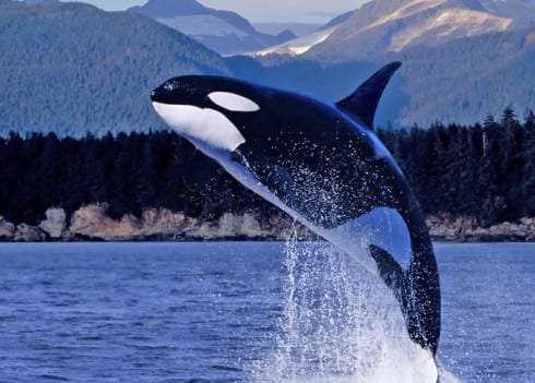 Killer whale