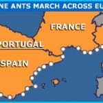 europe ants