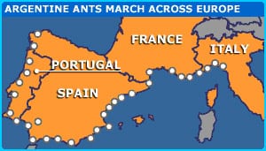 europe ants