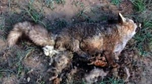 The poisoned fox was found during a routine check in Guadalquiton