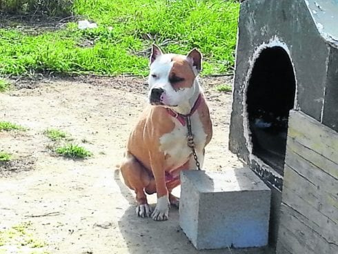 Dog Raid pitbull e