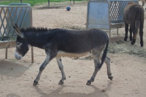 donkey-4