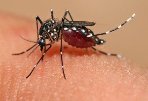 zika virus mossie