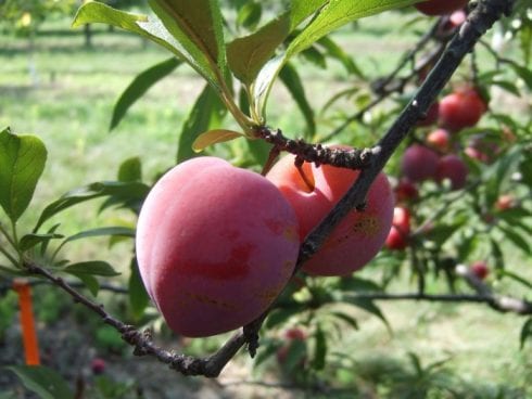 Stone Fruit Images e