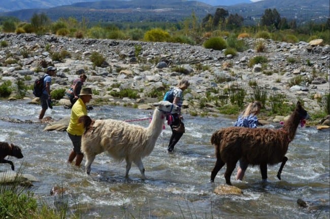 LLama walk