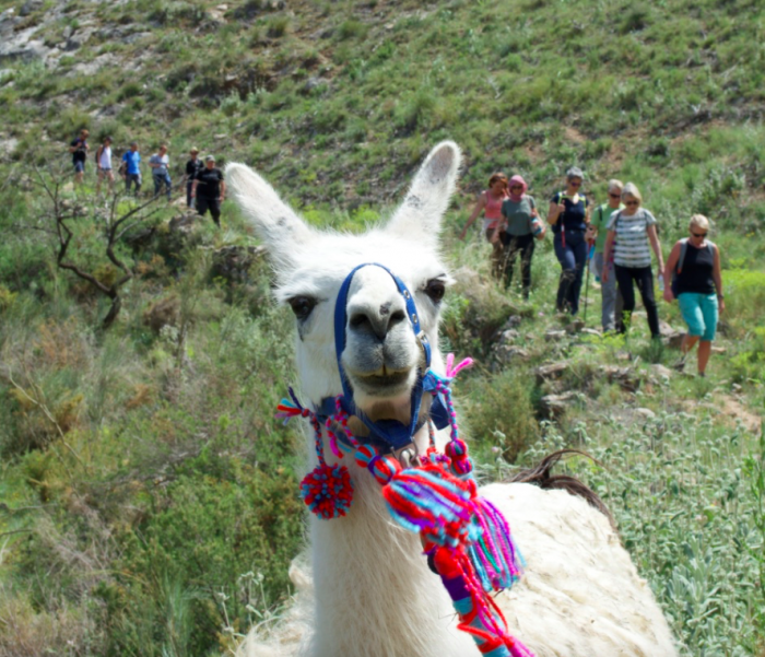 llama walk credit alexander sanchez e