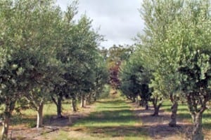 Olive trees