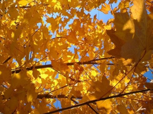 golden leaves  e