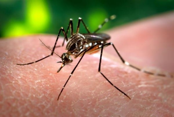 Aedes aegypti CDC Gathany  e