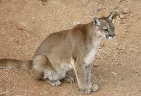 Cougar sitting e