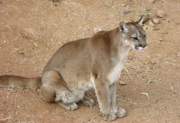 Cougar sitting e