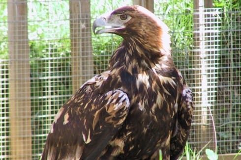 eagle e