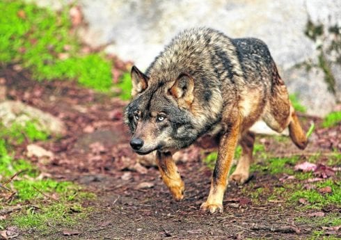 iberian wolf  c   e