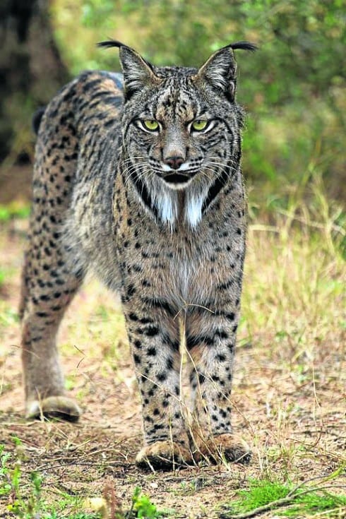 Iberian Lynx