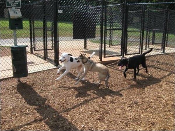 dog park e