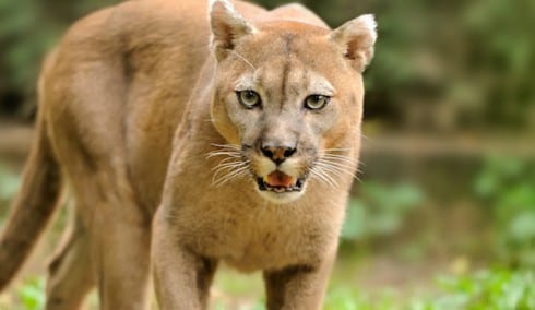 angry cougar