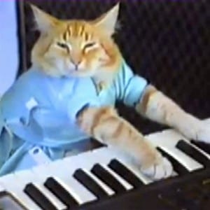 Keyboard cat