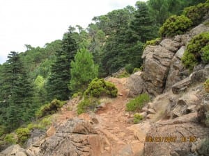 Pinsapos on the peridotita rocks on Sierra Bermeja