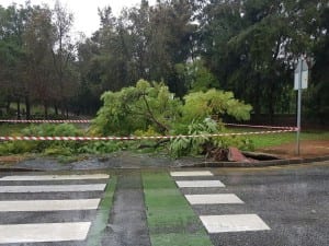 A tree felled by a mini tornado on Arroyo de Miel in Benalmadena