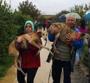 dogrescue