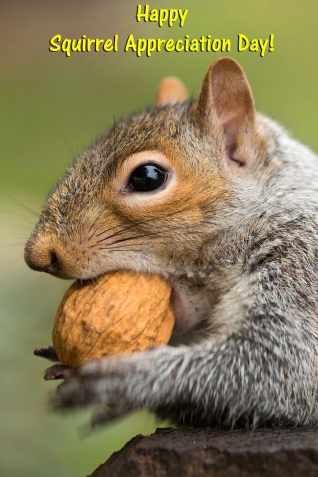 GOING NUTS The greetings card industry is squirreling it away thanks to national days e