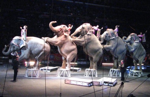 ElephantsRinglingBrothersCircus e