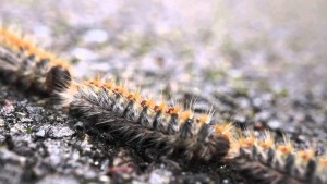 caterpillar