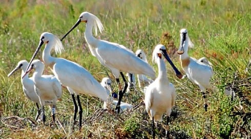 record bird numbers