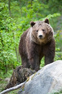 Animals extinction cantabrian brown bear