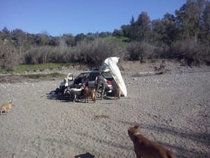 IN NEED: Leslie and Paul have been living out of their car with 17 dogs