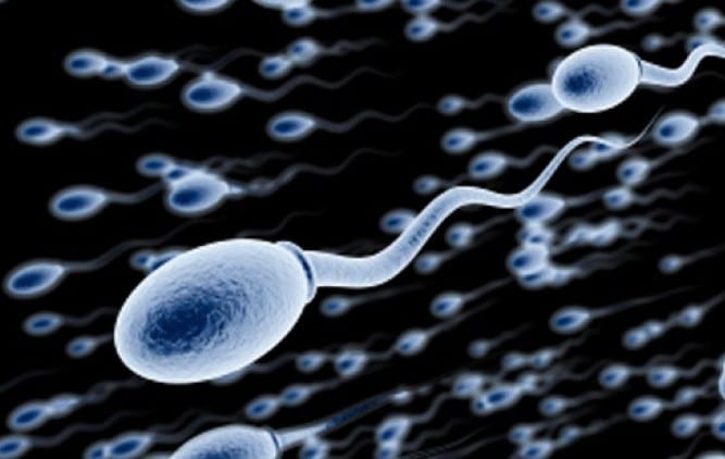 sperm e