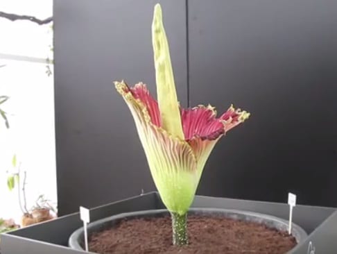 tallest flower