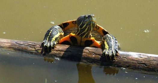 turtle malaga