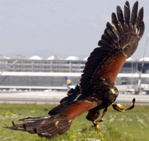 Malaga airport falcons